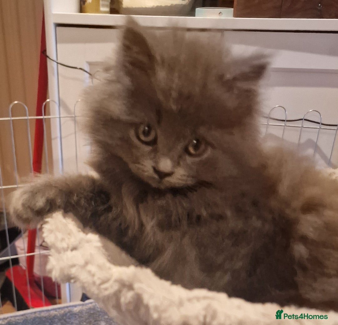 British Longhair cats for sale: Blue & Lilac Gorgeous fluffy BLH male kittens - Advert 9