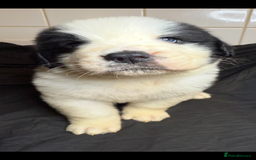 Saint Bernard dogs for sale: Saint Bernard puppies  - Image 7
