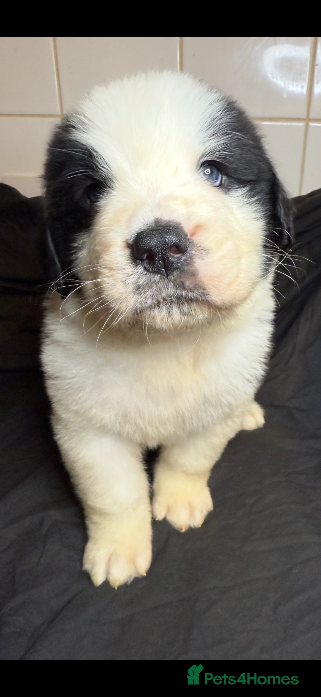 Saint Bernard dogs for sale: Saint Bernard puppies  - Image 7