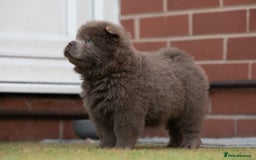 Chow Chow dogs for sale: Chow chow nation  - Image 15