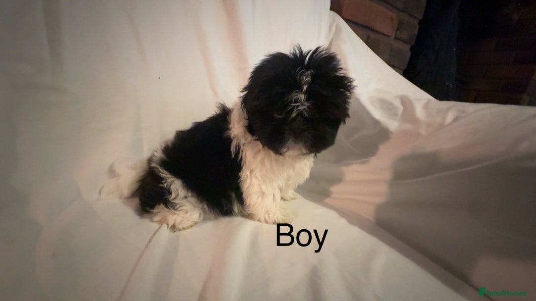 Shih Tzu dogs for sale: Shih Tzu Puppy’s  - Advert 13