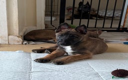 Belgian Shepherd Dog dogs for sale: Belgian Malinois puppies🐾 - Image 34