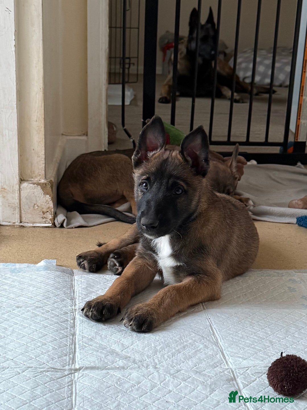 Belgian Shepherd Dog dogs for sale: Belgian Malinois puppies🐾 - Image 34