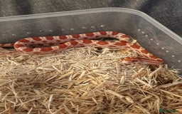 Corn Snake reptiles for sale: Only have 10 beautiful amel Cornsnakes left - Image 6