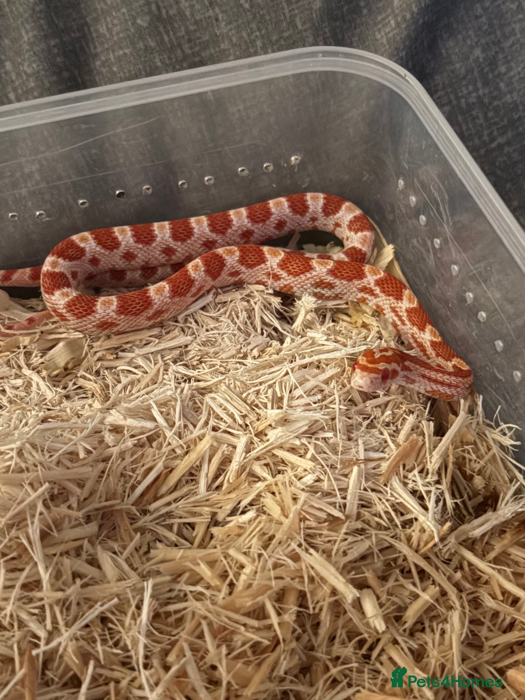 Corn Snake reptiles for sale: Only have 10 beautiful amel Cornsnakes left - Image 6