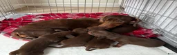 Miniature Dachshund dogs for sale: Beautiful Chocolate and Tan miniature dachshunds - Advert 2