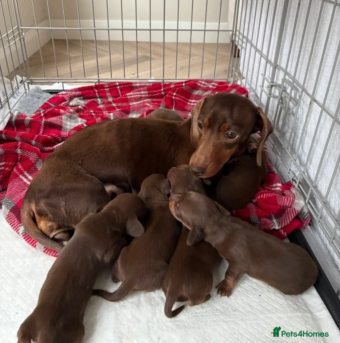 Miniature Dachshund dogs for sale: Beautiful Chocolate and Tan miniature dachshunds - Advert 2