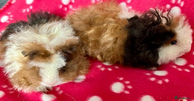 Guinea Pig rodents - Advert 3