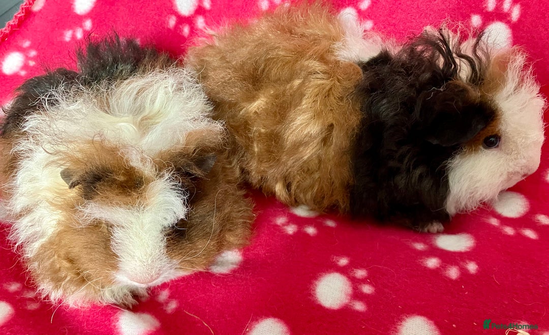 Guinea Pig rodents for sale: Pure bred Texel Baby Boars. - Image 3