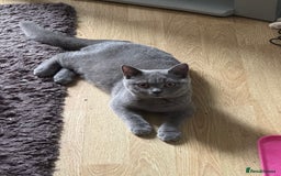 Domestic Shorthair cats for sale: 4 Adorable Kittens Ready for their Forever Homes! - Image 9