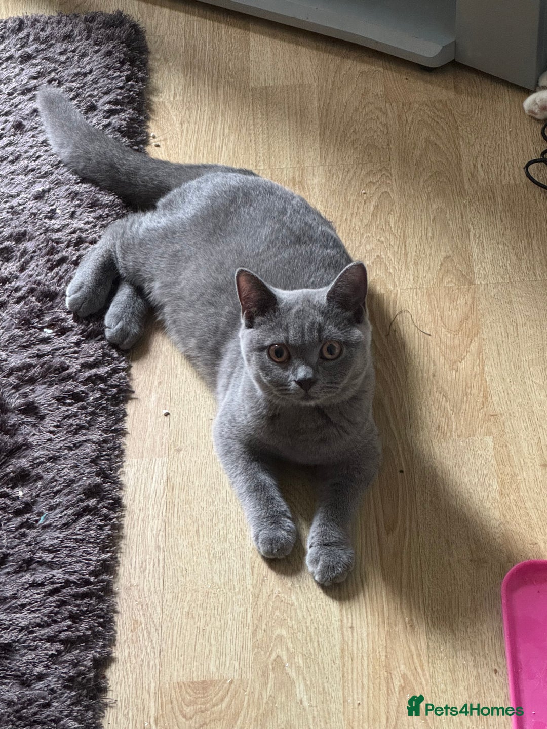 Domestic Shorthair cats for sale: 4 Adorable Kittens Ready for their Forever Homes! - Image 9