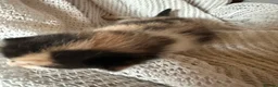 British Shorthair cats for sale: 3 Gorgeous little ladies  - Advert 9