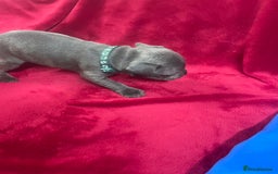 Staffordshire Bull Terrier dogs for sale: Stunning blue Staffordshire bull terrier puppies - Advert 5