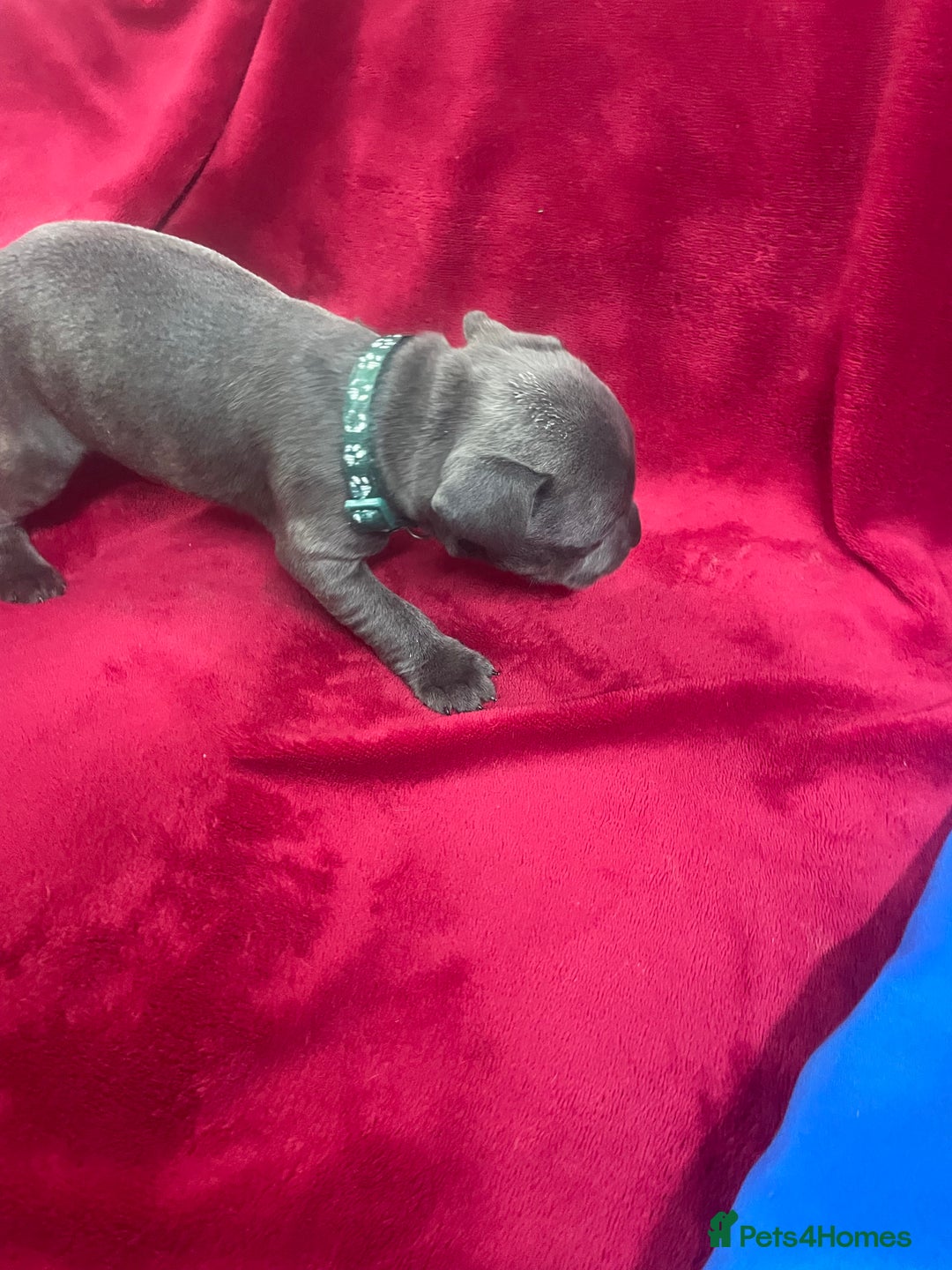 Staffordshire Bull Terrier dogs for sale: Stunning blue Staffordshire bull terrier puppies - Advert 5