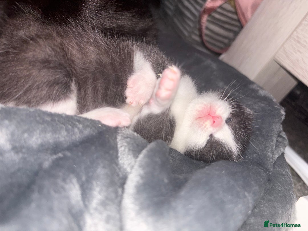 Ragdoll cats for sale: Ragdoll X Kittens  - Advert 7