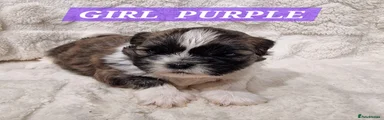 Shih Tzu 4