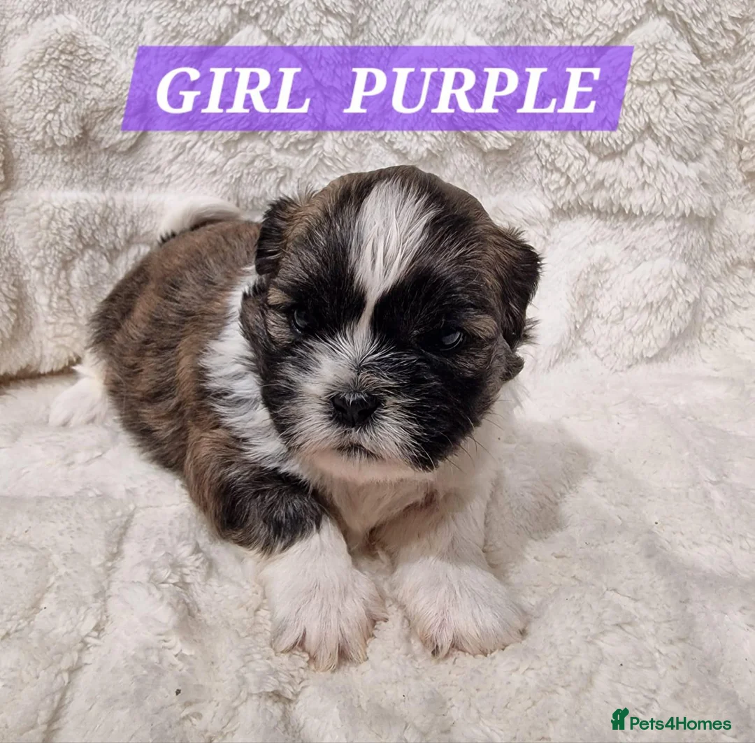 Shih Tzu dogs for sale: Gorgeous Shih Tzu Puppies – Ready at 8 Weeks - Advert 7