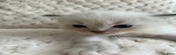 Ragdoll cats for sale: Ragdoll kittens ready September  - Advert 26