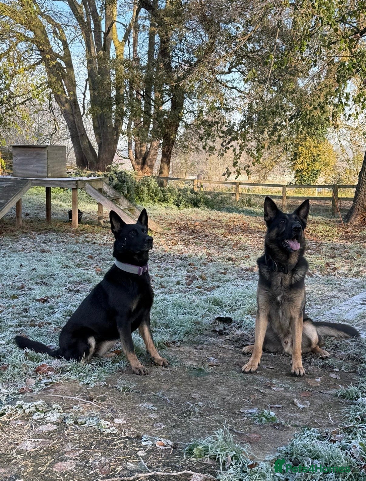 German Shepherd dogs Fully kc German Shepherd puppies  - Advert 2