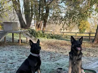 German Shepherd dogs Fully kc German Shepherd puppies - Advert 2