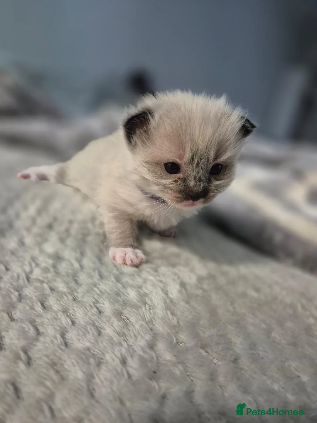 Ragdoll cats for sale: ✨️ Rare Seal/Blue Mink Ragdoll Kittens - Advert 2