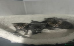 Mixed Breed cats for sale: 5 lovely playful kittens available  - Image 14