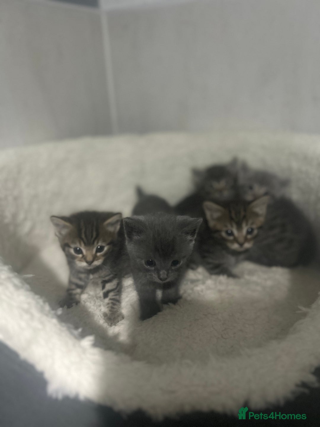 Mixed Breed cats for sale: 5 lovely playful kittens available  - Image 14
