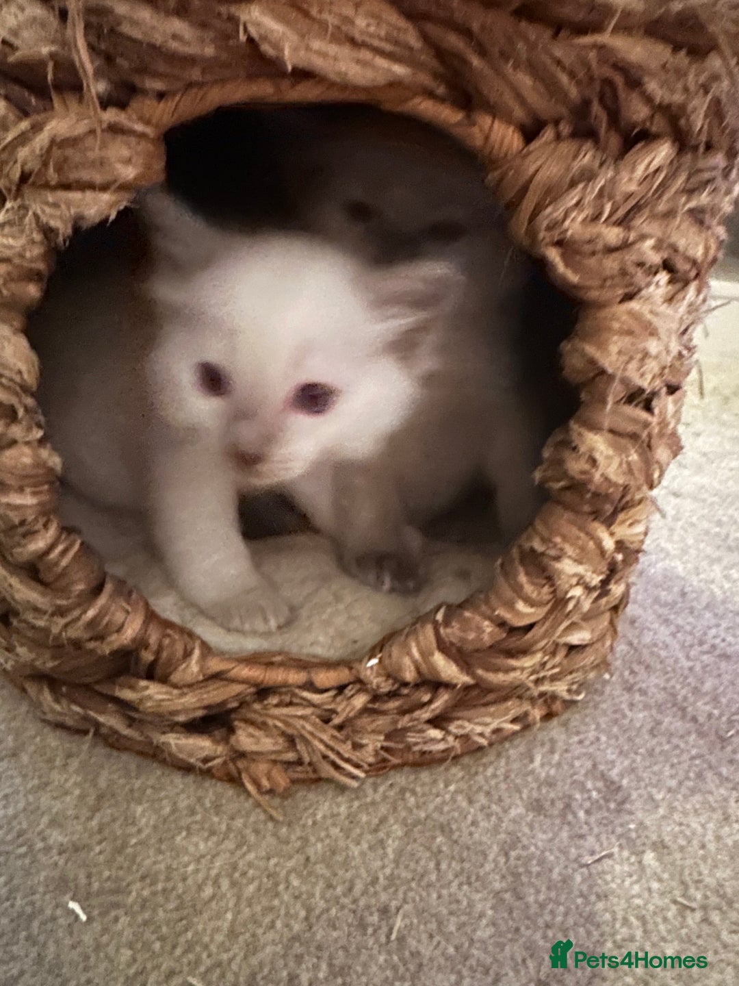 Ragdoll cats for sale: Beautiful Boy Dolls. 🐱 - Image 13