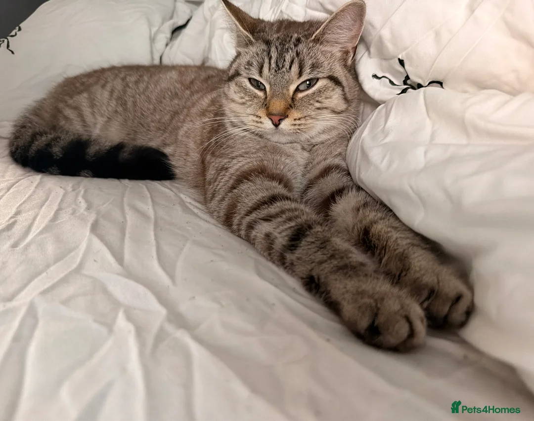 Mixed Breed cats for sale: Selling for friend - Grey Tabby cat  - Advert 2