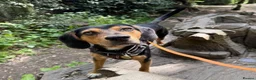 Mixed Breed dogs for adoption: URGENT: Ivan (Greek Harehound) - Advert 3
