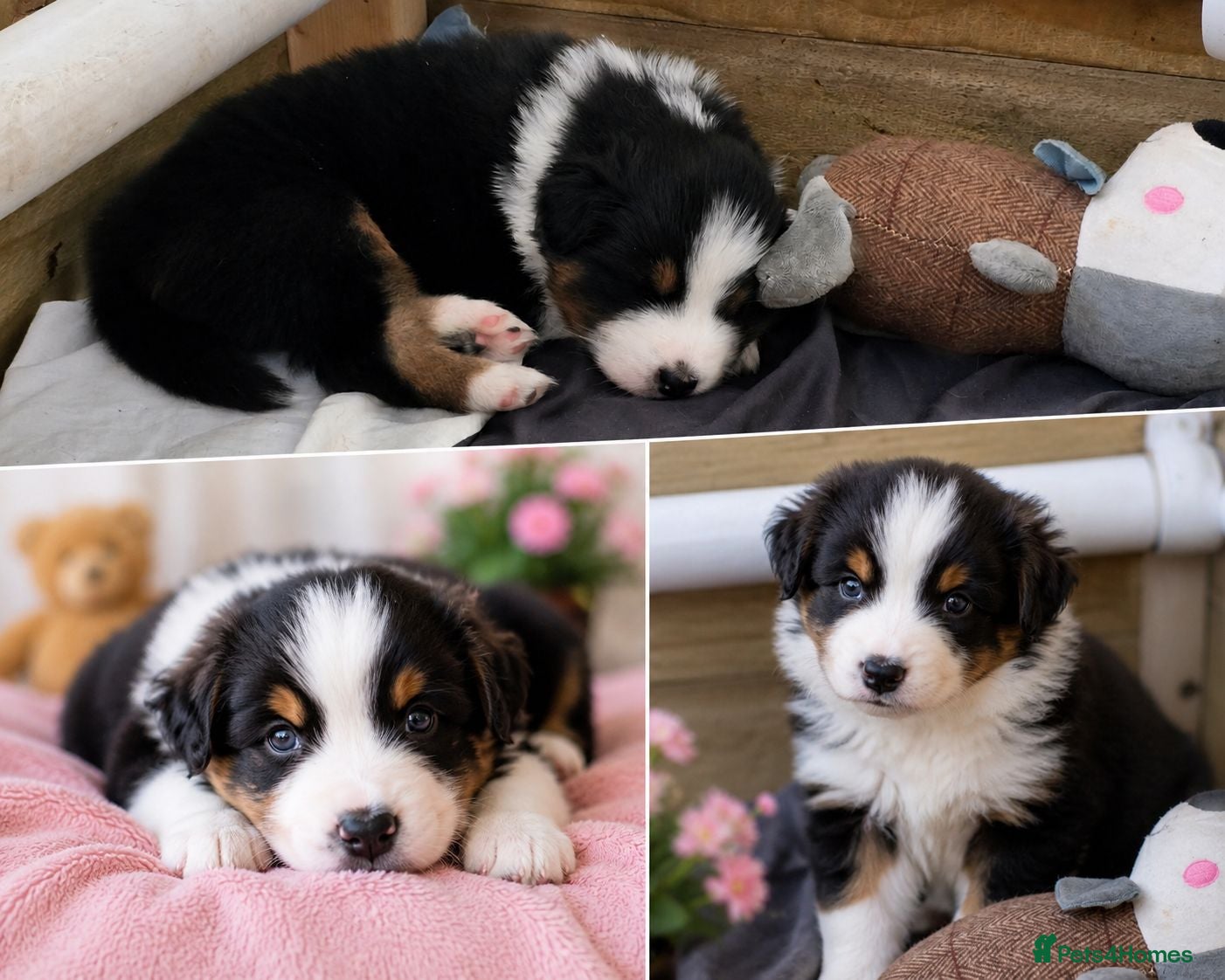 Australian Shepherd dogs 🐾 Beautiful Australian Shepherd (Aussie) Puppies  - Advert 1