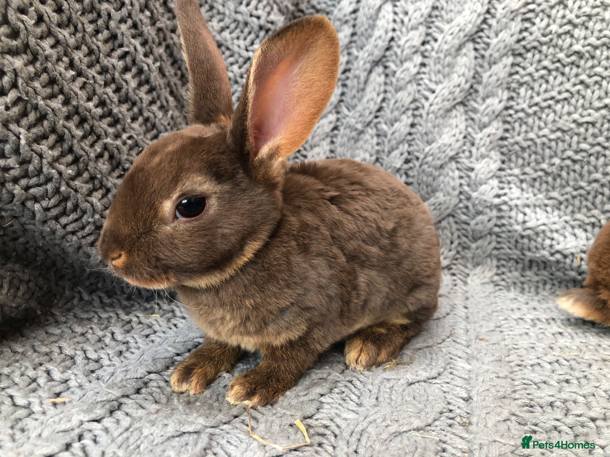 Rex rabbits Beautiful velvet mini Rex & Rex rabbits - Advert 6