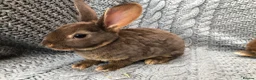 Rex rabbits for sale: Beautiful velvet mini Rex & Rex rabbits - Advert 24