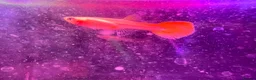Live Bearers fish for sale: Guppies platies and Danios for sale  in Bromley - Advert 10