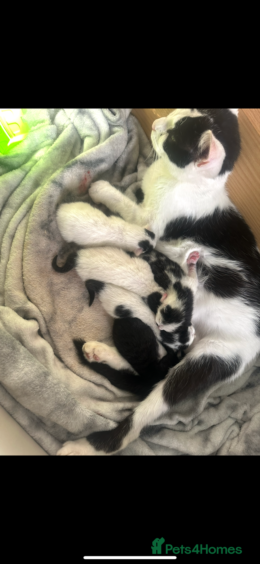 Mixed Breed cats for sale: Fluffy kittens - Image 21