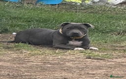 Staffordshire Bull Terrier dogs for sale: Blue male staff - Image 2