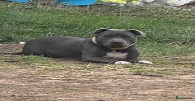 Staffordshire Bull Terrier dogs - Advert 14