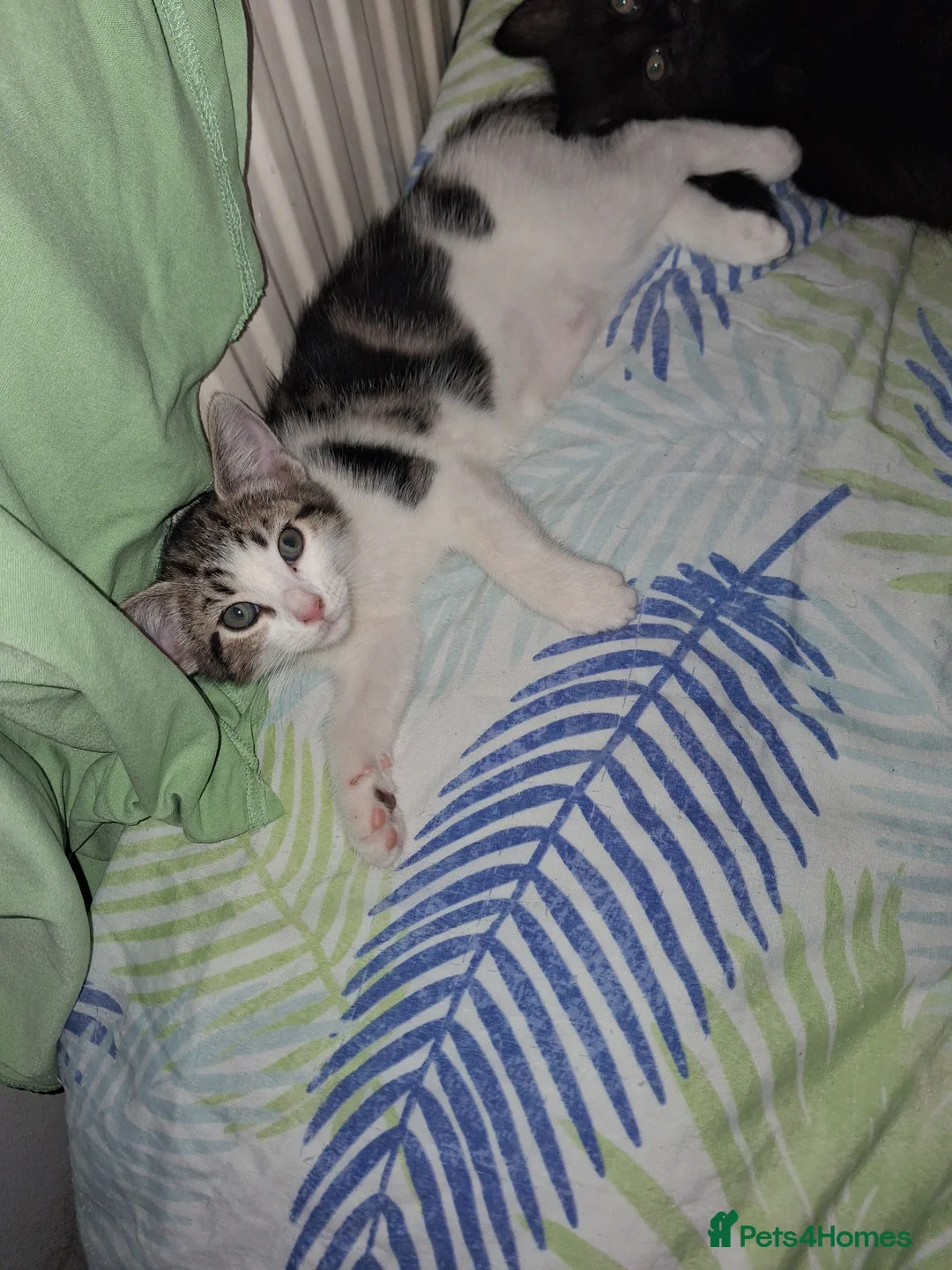 Mixed Breed cats for sale: Kittens  - Advert 5