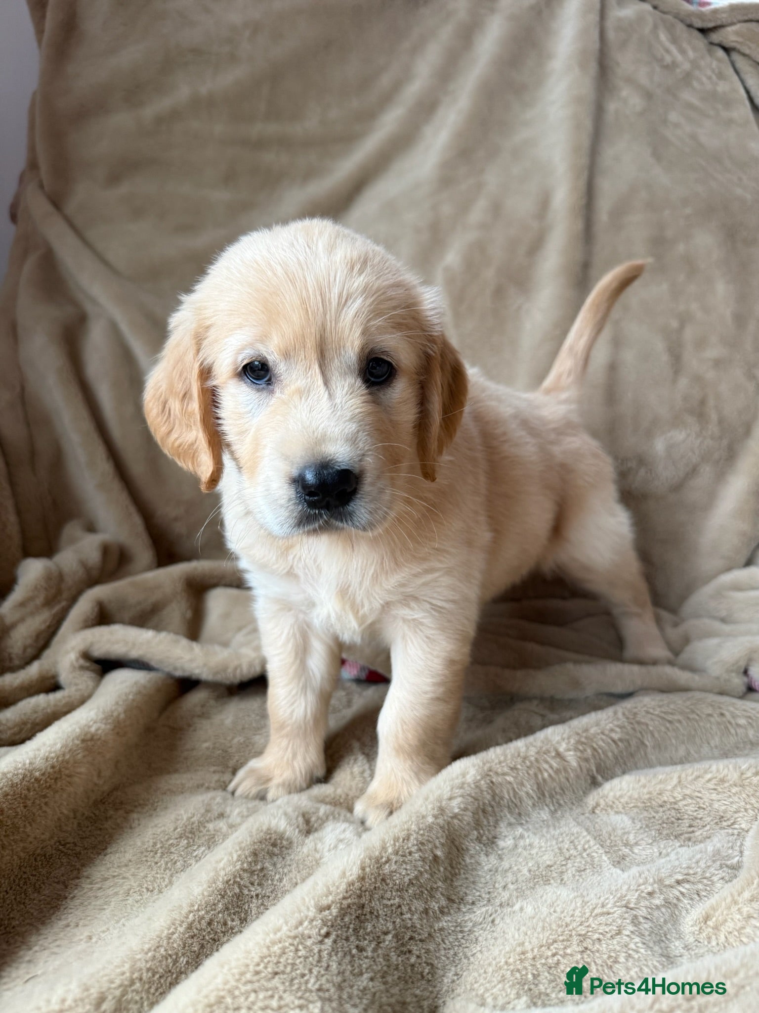 Mixed Breed dogs REDUCED !!!❤️GOLDEN FLATTIES ❤️ READY NOW ❤️  - Advert 2