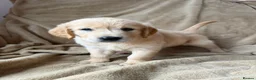 Mixed Breed dogs for sale: READY NOW  ❤️GOLDEN FLATTIES ❤️ ONLY 2 LEFT! ❤️  - Advert 9