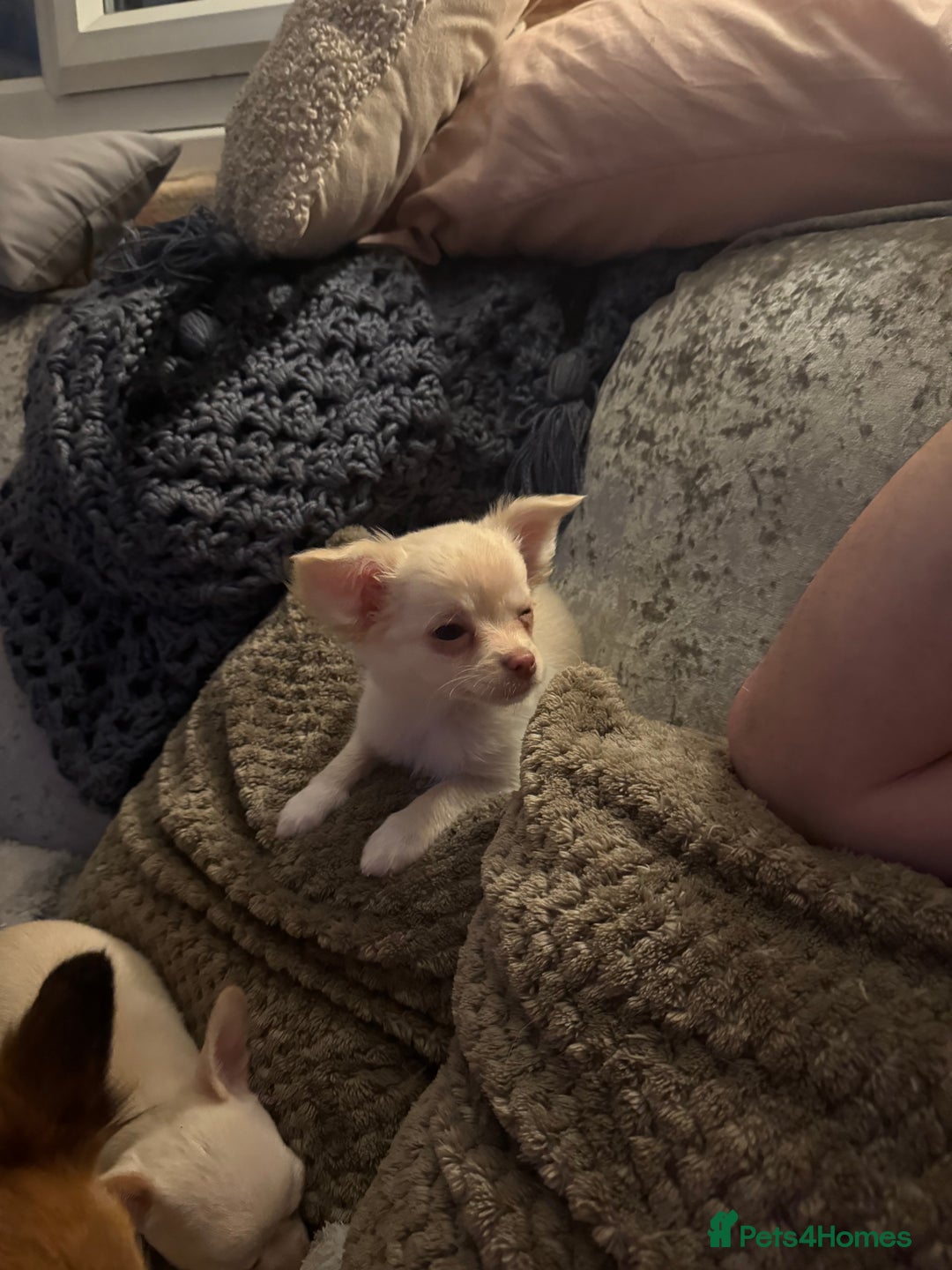 Chihuahua dogs for sale: Double chocolate platinum baby’s READY TO LEAVE  - Image 37
