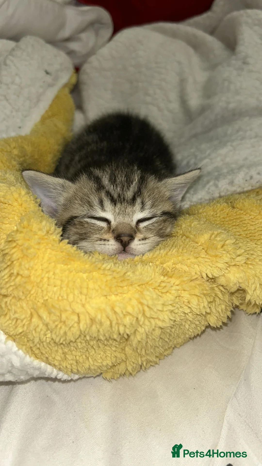 Toybob cats for sale: Tabby Cat - Advert 2