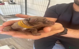 Cockapoo dogs for sale: Cockapoo puppies - Image 28