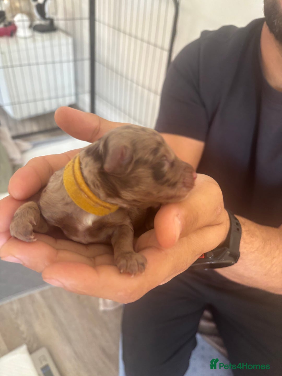 Cockapoo dogs for sale: Cockapoo puppies - Image 28