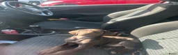 Mixed Breed dogs for sale: 3 months GSPxVIZLA sadly rehoming  in Thirsk - Advert 8