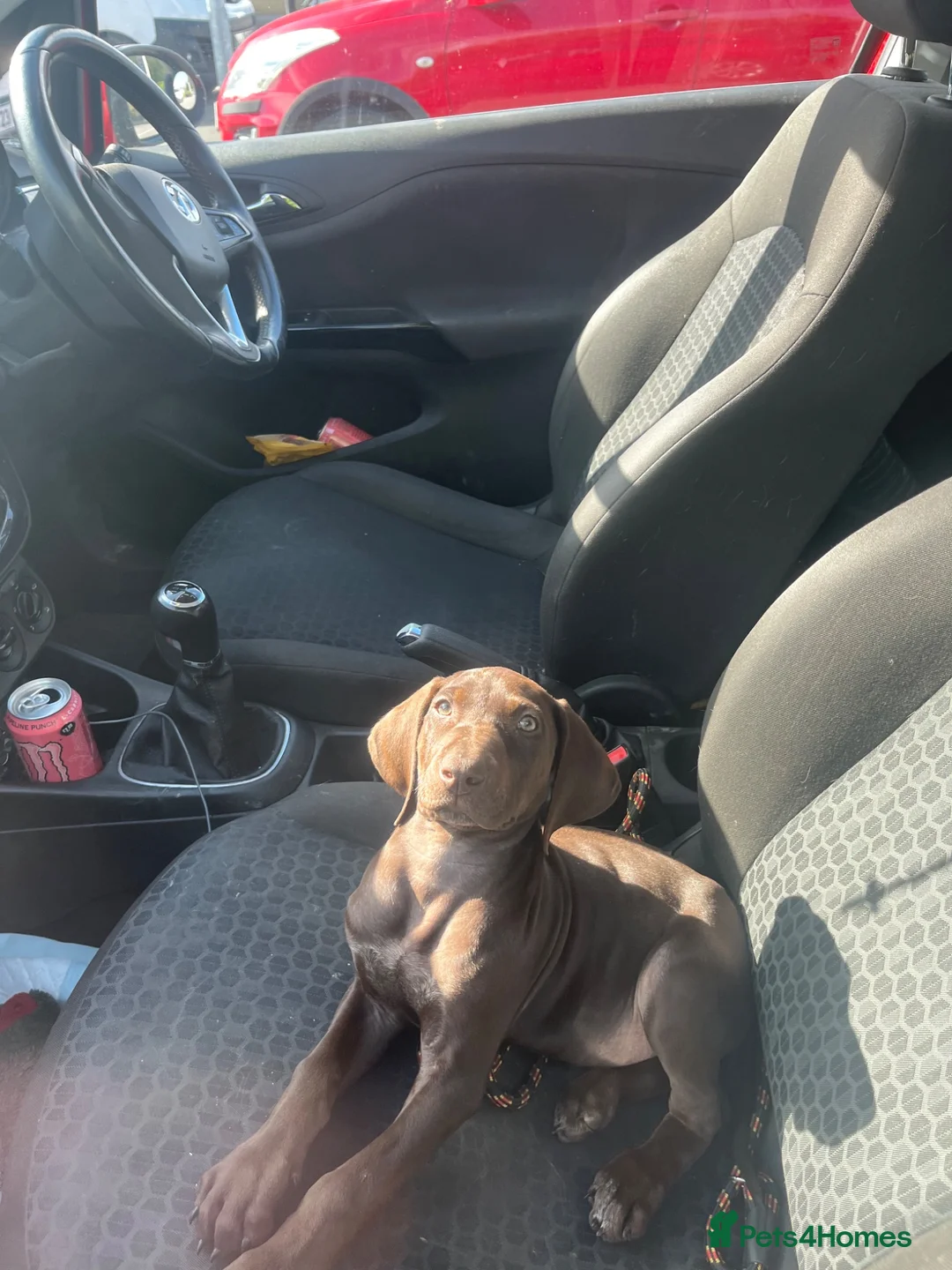 Mixed Breed dogs for sale: 3 months GSPxVIZLA sadly rehoming  in Thirsk - Advert 8