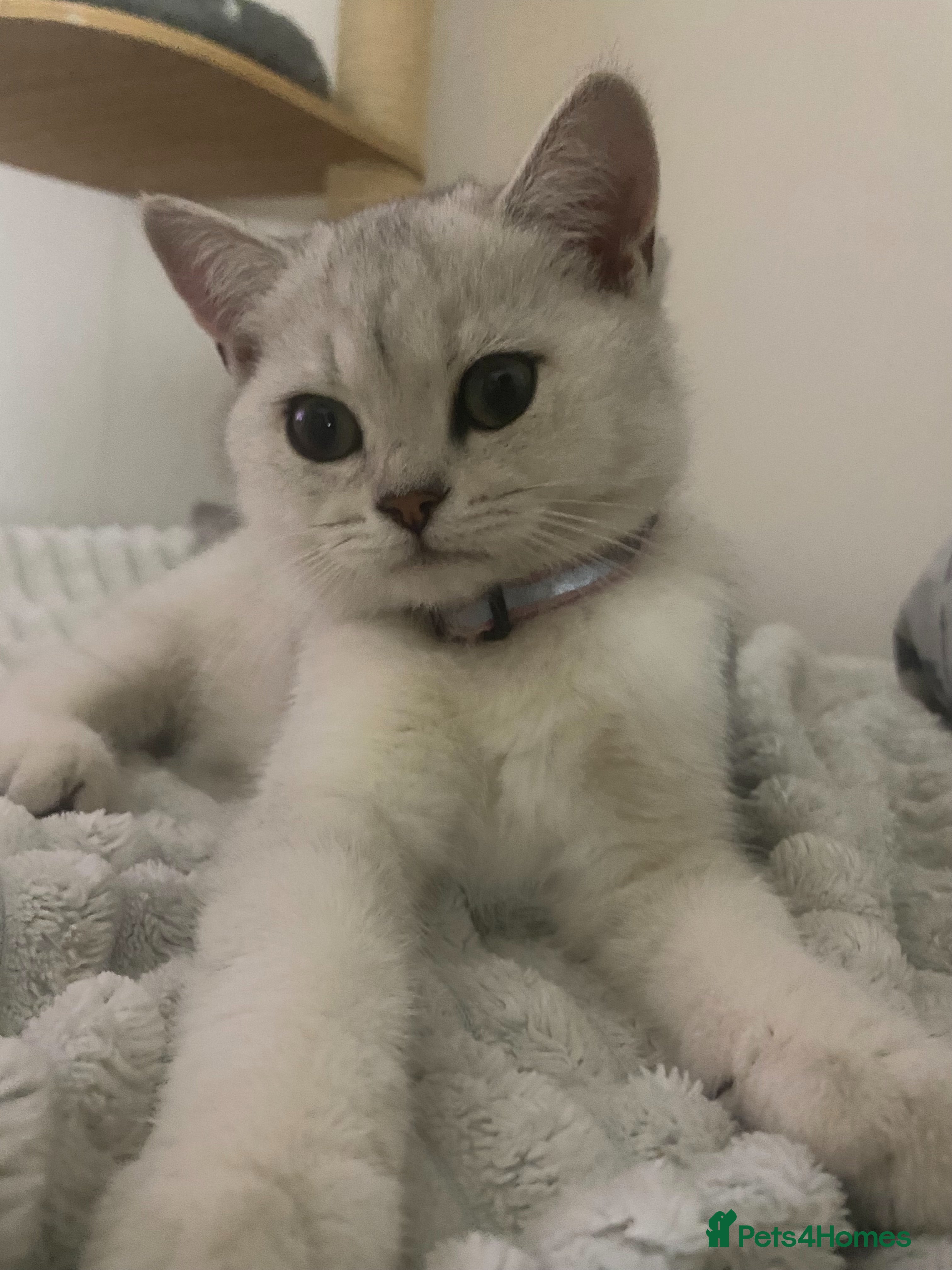 British Shorthair cats British Shorthair Golden & Silver Kittens  - Advert 2
