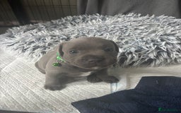 Staffordshire Bull Terrier dogs for sale: 1 male Blue Staff Bull Terrier pup 💙 in Hitchin - Image 15