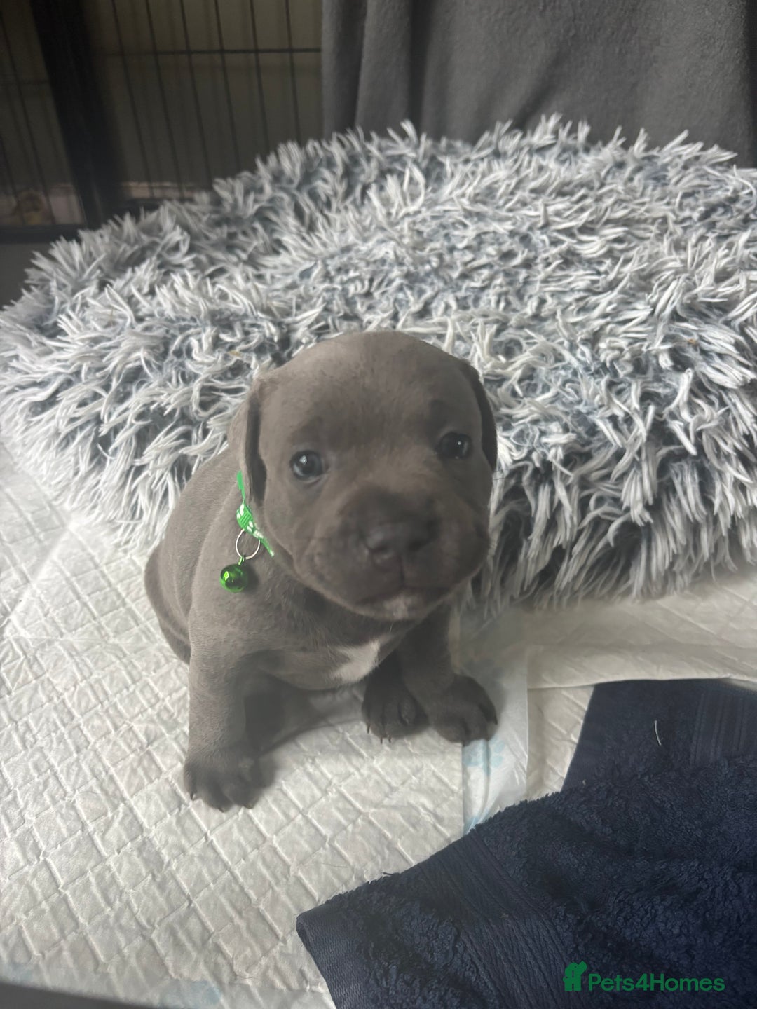 Staffordshire Bull Terrier dogs for sale: 1 male Blue Staff Bull Terrier pup 💙 in Hitchin - Image 15