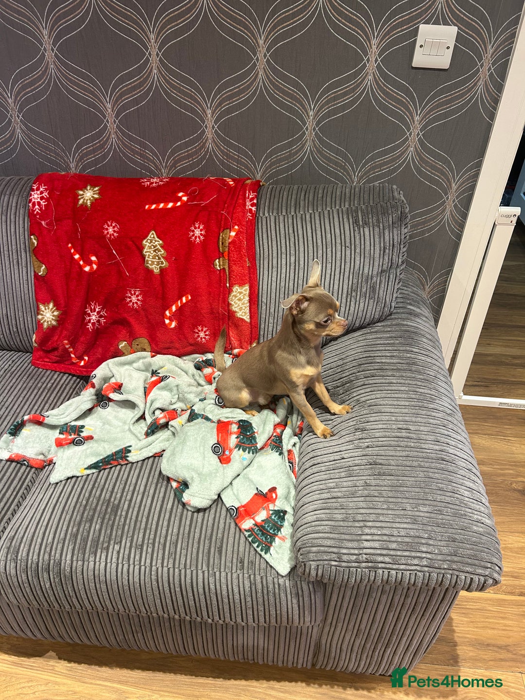 Chihuahua dogs for sale: Quiet Forever Home needed for darling Joey - Advert 6